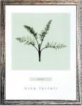 ԥϡ ȥե졼Nina Farrell Fennel(եͥ)