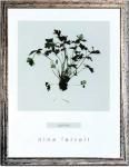 ԥϡ ȥե졼Nina Farrell Parsley(ѥ)