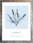 ԥϡ ȥե졼Nina Farrell Rosemary(ޥ꡼)