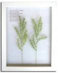 ԥϡ ȥե졼Herbe frame Asparagus sprengeri(ѥ饬ץ󥲥꡼)