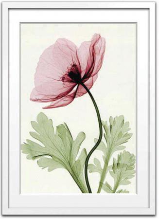 X Ray レントゲンフォト Iceland Poppy Ii スティーブン マイヤーズ アイスランドポピー2 絵画や壁掛け販売 日本唯一の風景専門店 R あゆわら