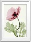 X-Ray ȥեȡIceland Poppy II(ƥ֥󡦥ޥ䡼 ɥݥԡ2)