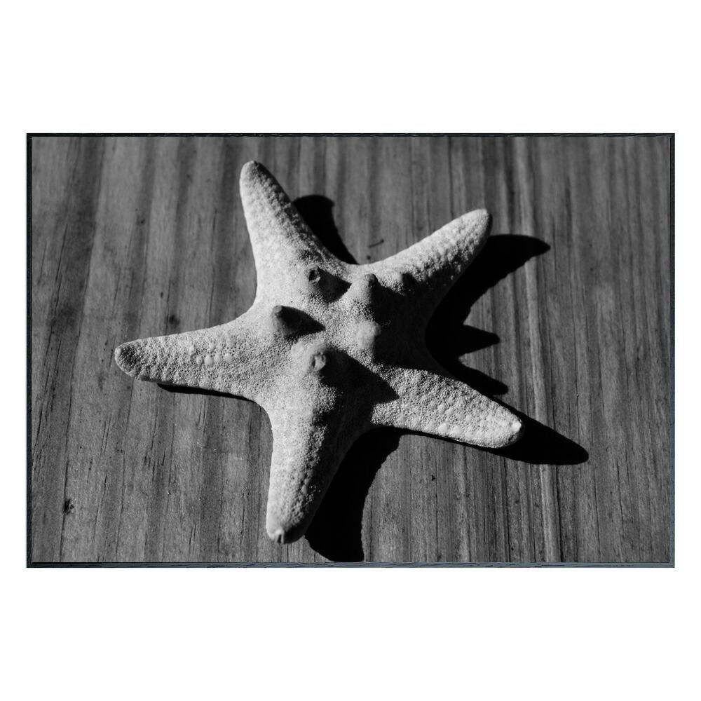 絵画 Photography Star fish