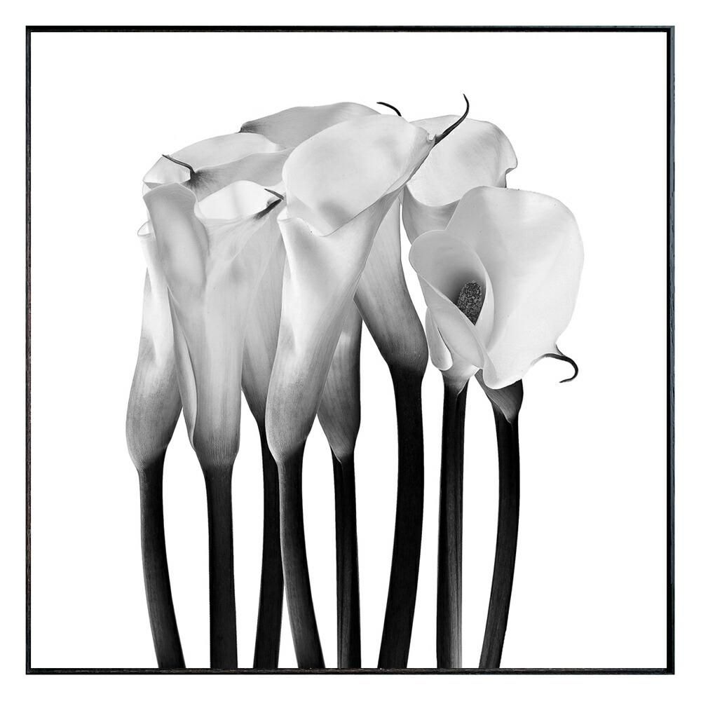 絵画 Photography Calla