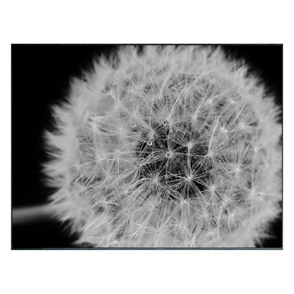 絵画 Photography Dandelions