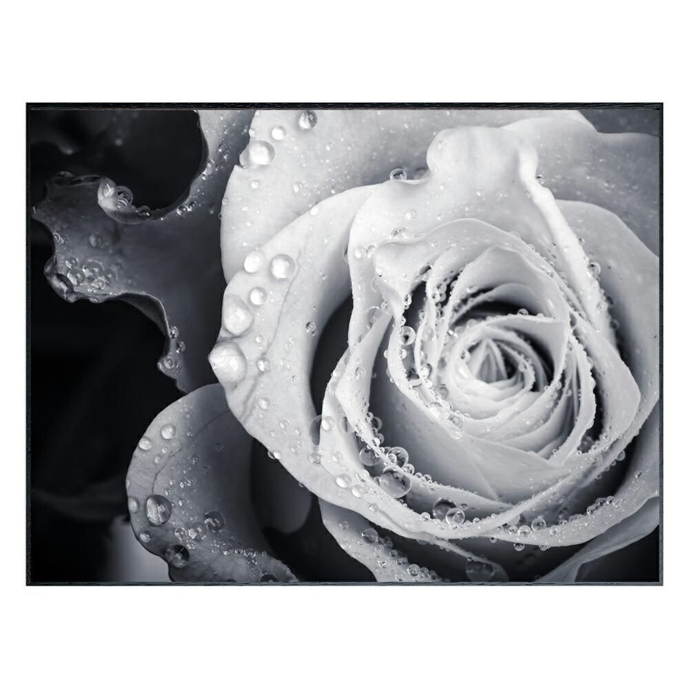 絵画 Photography Rose