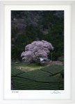版画 絵画 孤高の一本桜 富士山