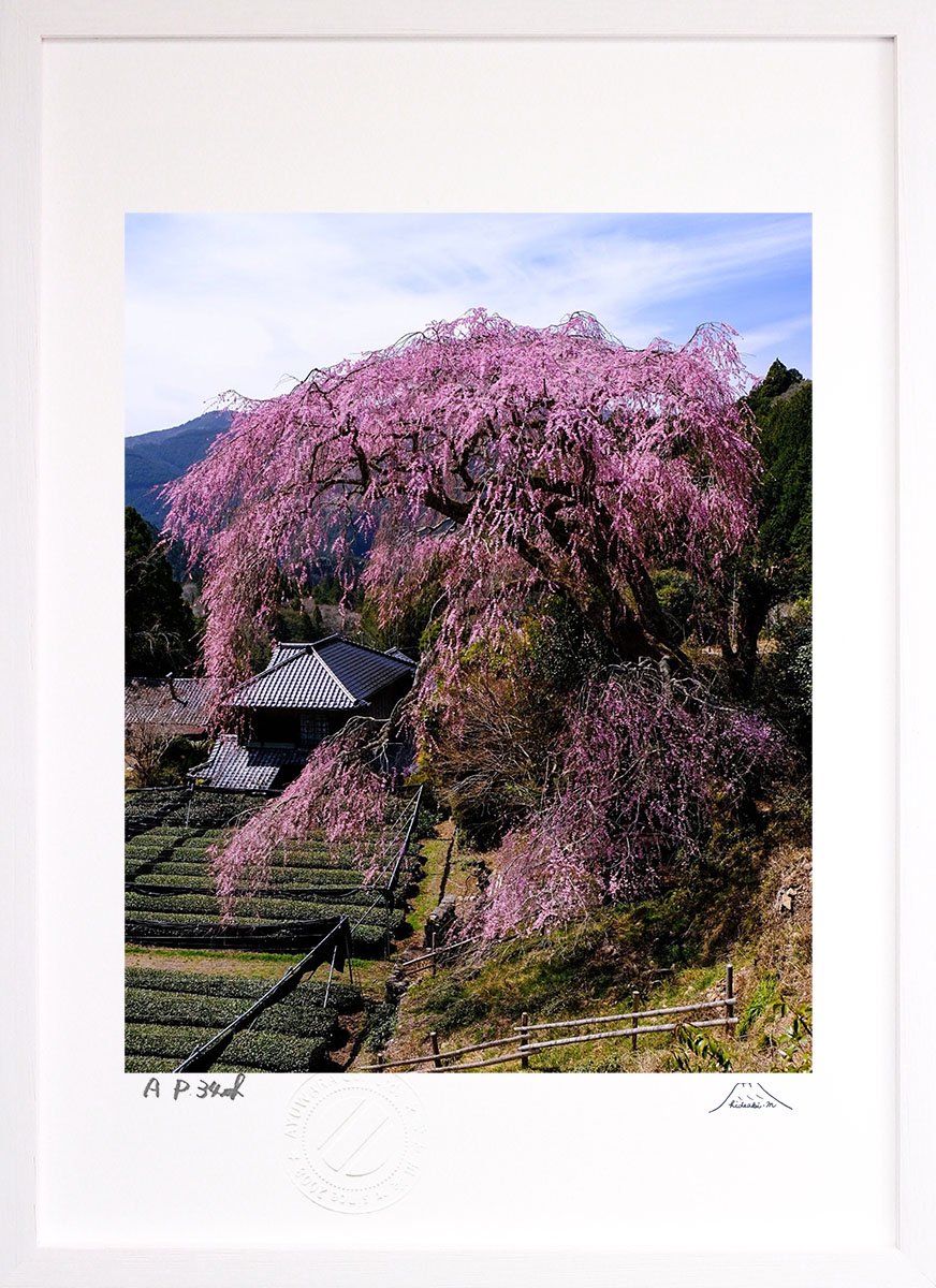 富士桜　風景画　油絵　絵画　インテリア