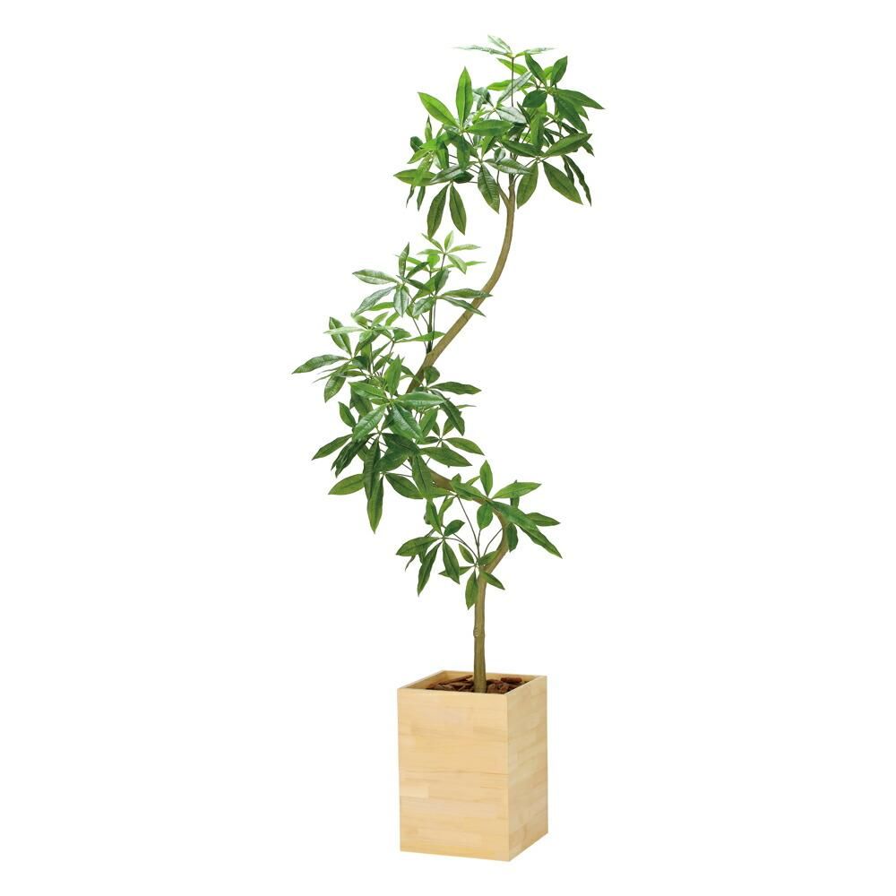 光触媒観葉植物 ウッドボックスパキラ2.1(組立式) 〔フロアタイプ(ハイサイズ)〕