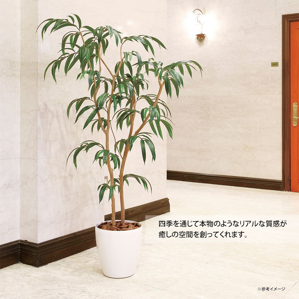 光触媒観葉植物 ショウナンゴム1.8 〔フロアタイプ(ハイサイズ