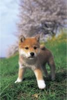 《ジグソーパズル》SSぼく、しばいぬ!