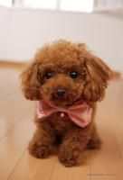 《ジグソーパズル》おめかしわんこ