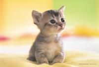 《ジグソーパズル》うる目のにゃんこ