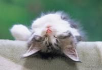 《ジグソーパズル》ごろねこ