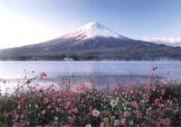 《ジグソーパズル》秋桜と富士