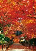 《ジグソーパズル》光明寺 −茜染まる−