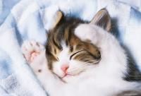 《ジグソーパズル》ころりんこ・ペット