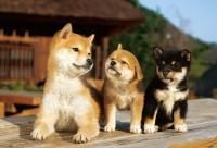 《ジグソーパズル》縁側ともだち・ペット