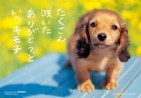 《ジグソーパズル》たくさん咲いた・ペット