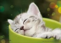 《ジグソーパズル》ねむねむニャ・ペット