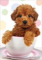 《ジグソーパズル》ティーカップぷーどる・ペット