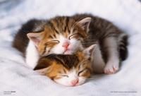 《ジグソーパズル》まだ起きないニャ・ペット