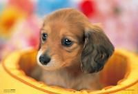 《ジグソーパズル》初めてのお留守番・ペット