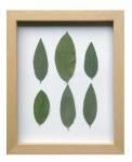ԥץȥե졼PLANTE Frame Velvet leaf(٥٥åȥ꡼)(椦ѥå)