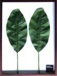 ԥ꡼եѥͥF-style Frame Musa acuminata(ॵߥʡХʥ)