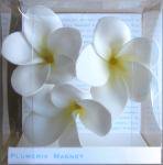 《プルメリアマグネット》Plumeria Magnet White