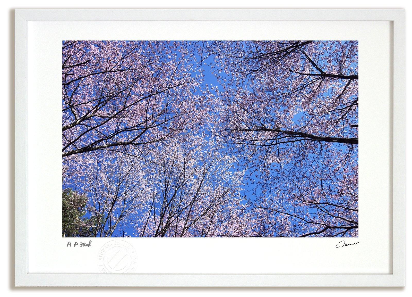 アートフォト 桜3 富良野市 富良野 高橋真澄 レンタル対象 絵画や壁掛け販売 日本唯一の風景専門店 R あゆわら