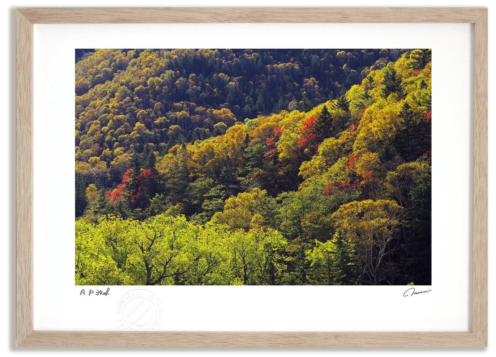 《アートフォト》大雪山の紅葉3/上川町〔富良野・高橋真澄〕(レンタル対象)