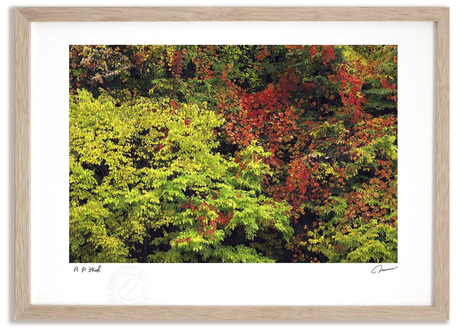 《アートフォト》紅葉15/美瑛町〔富良野・高橋真澄〕(レンタル対象)