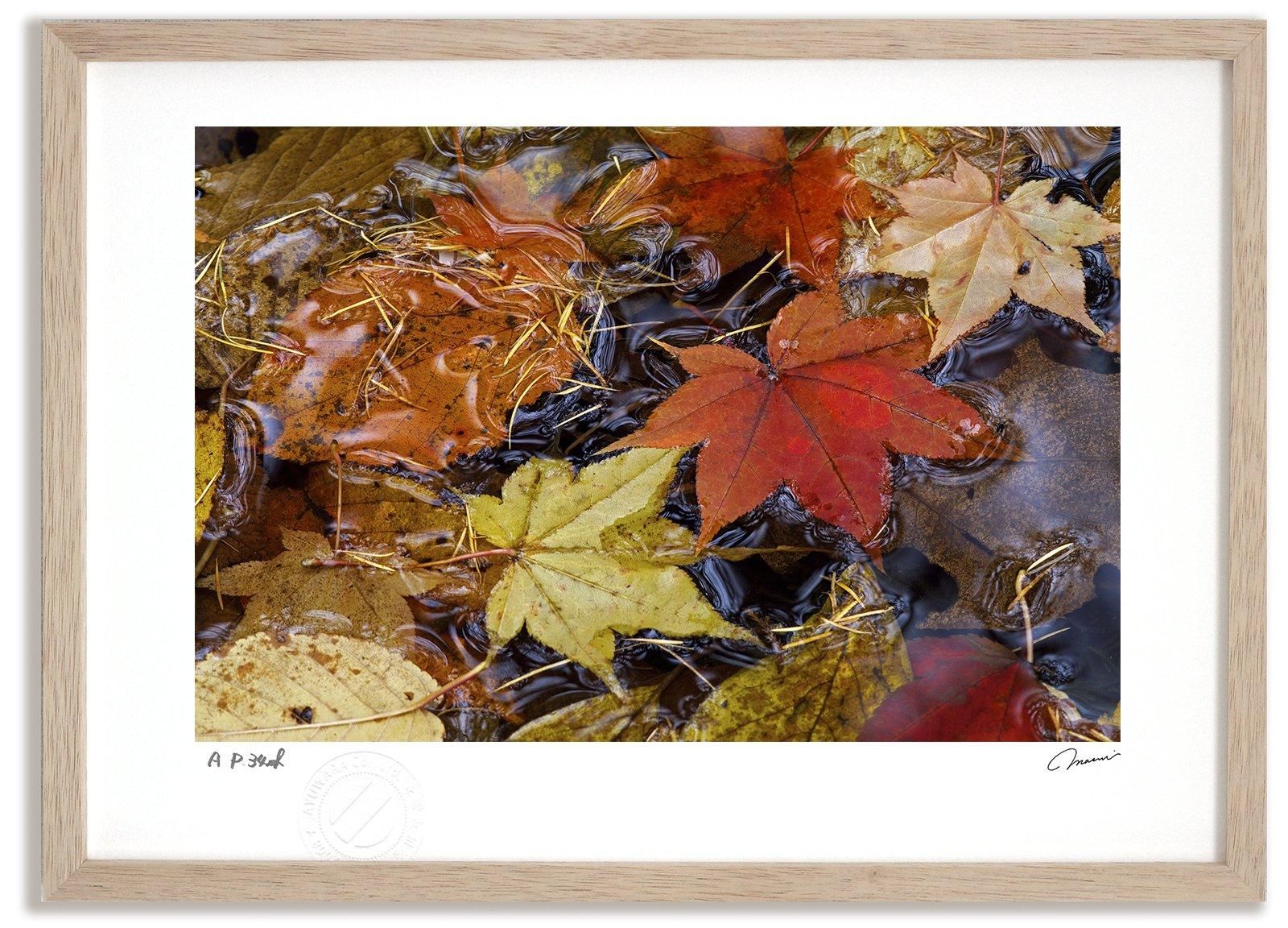 《アートフォト》紅葉25/富良野市〔富良野・高橋真澄〕(レンタル対象)