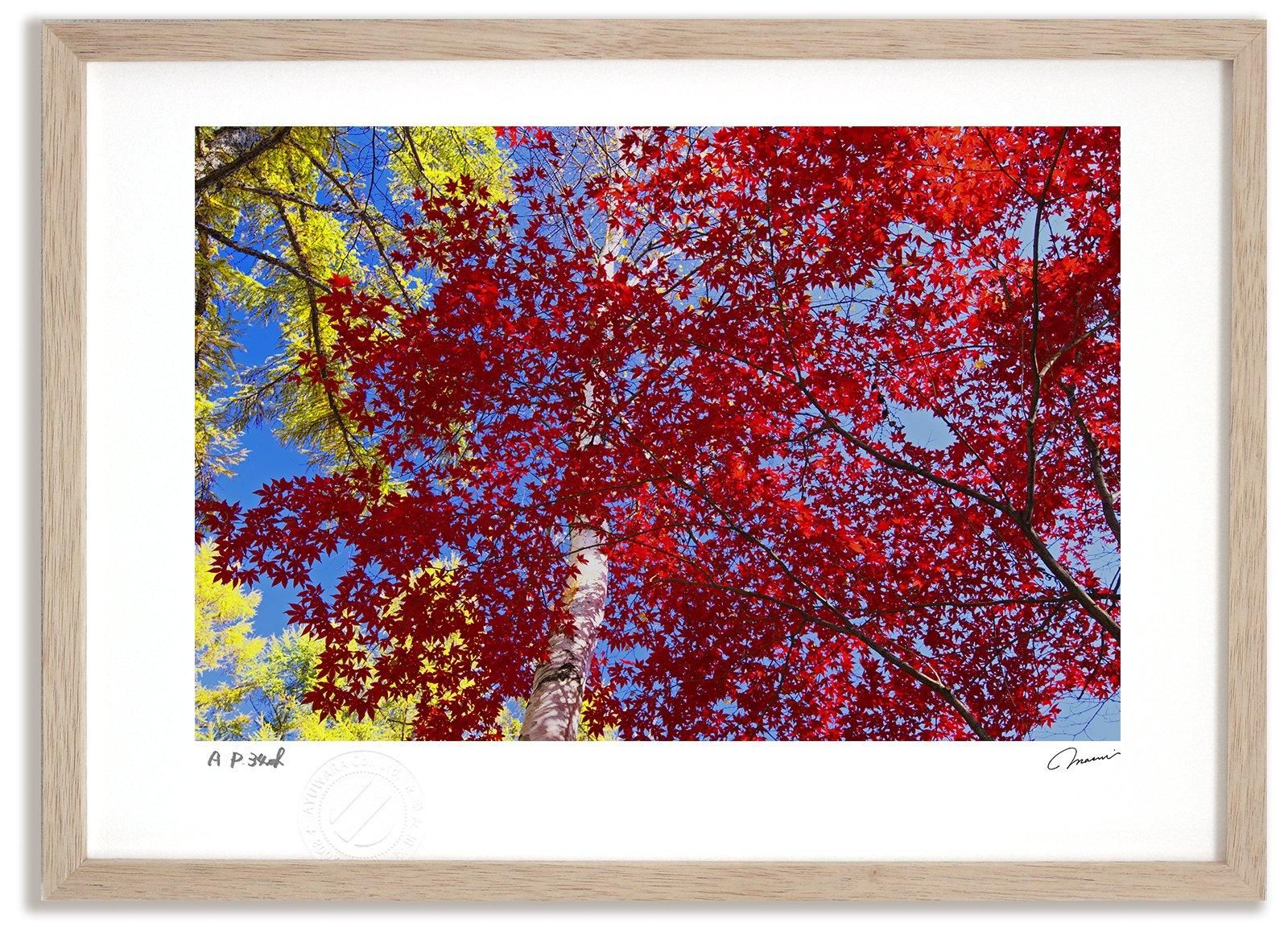 《アートフォト》紅葉28/中富良野町〔富良野・高橋真澄〕(レンタル対象)