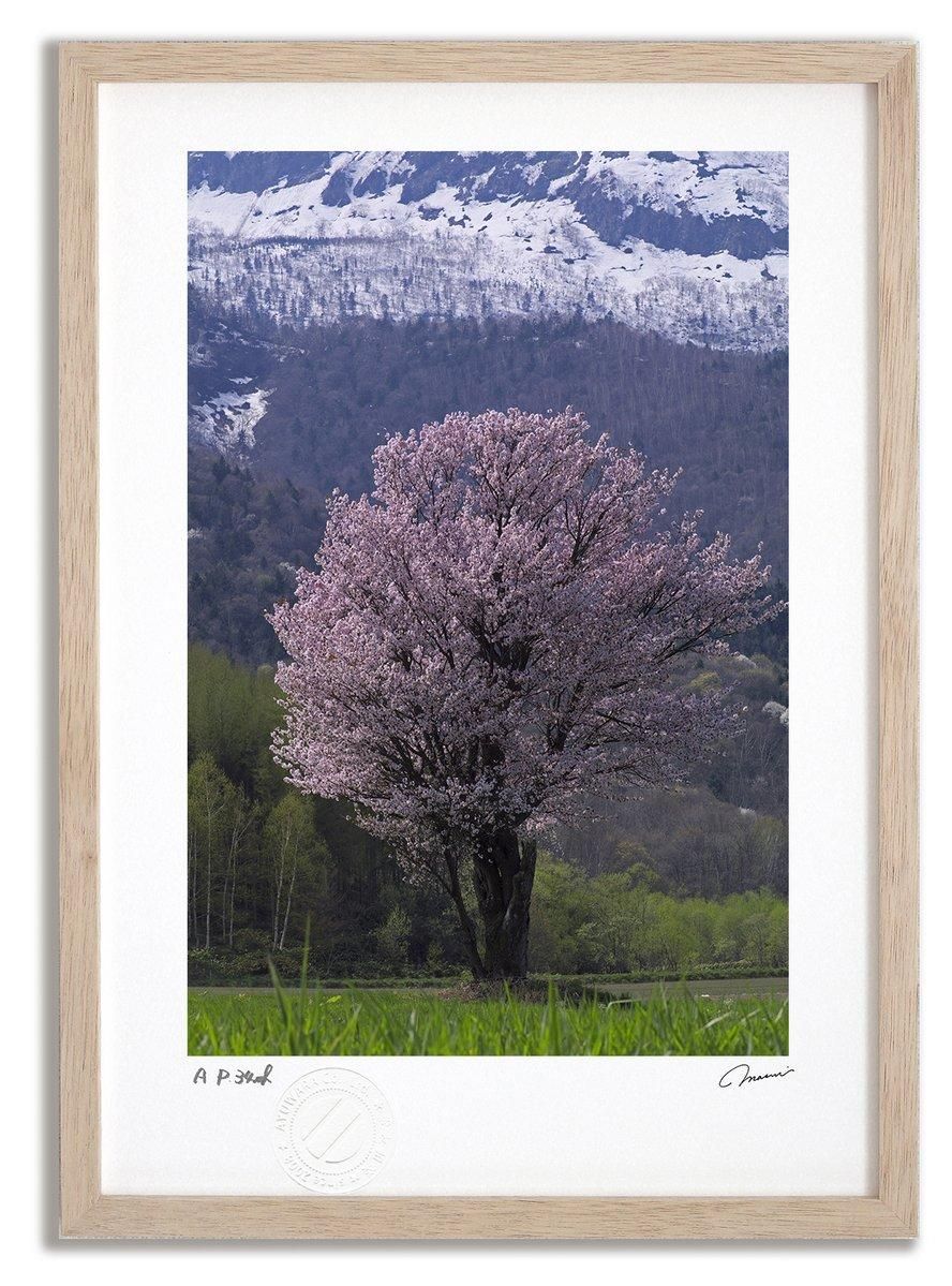 《アートフォト》桜8/富良野市〔富良野・高橋真澄〕(レンタル対象)