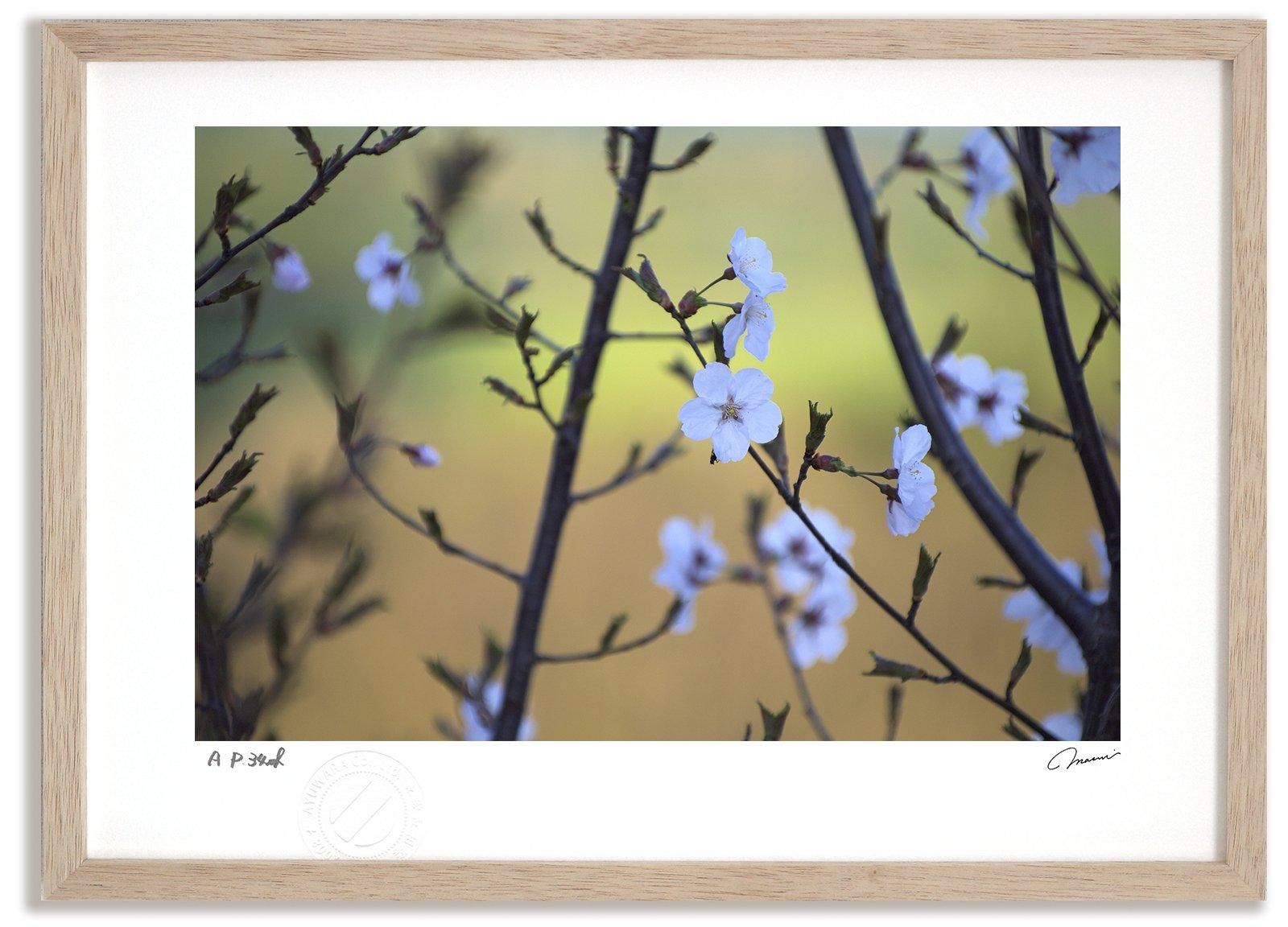 《アートフォト》桜12/上富良野町〔富良野・高橋真澄〕(レンタル対象)