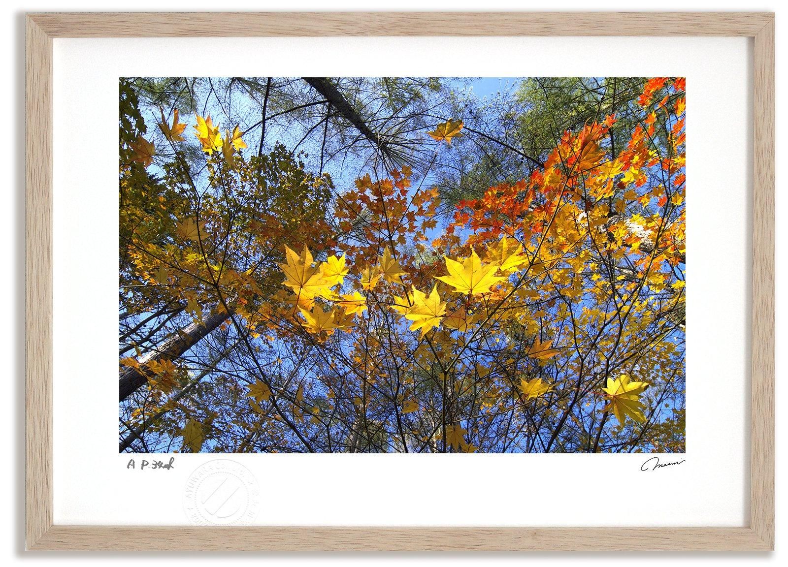 《アートフォト》紅葉37/富良野市〔富良野・高橋真澄〕(レンタル対象)