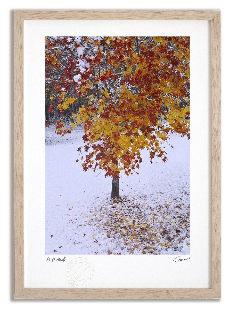 《アートフォト》初雪と紅葉2/美瑛町〔富良野・高橋真澄〕(レンタル対象)