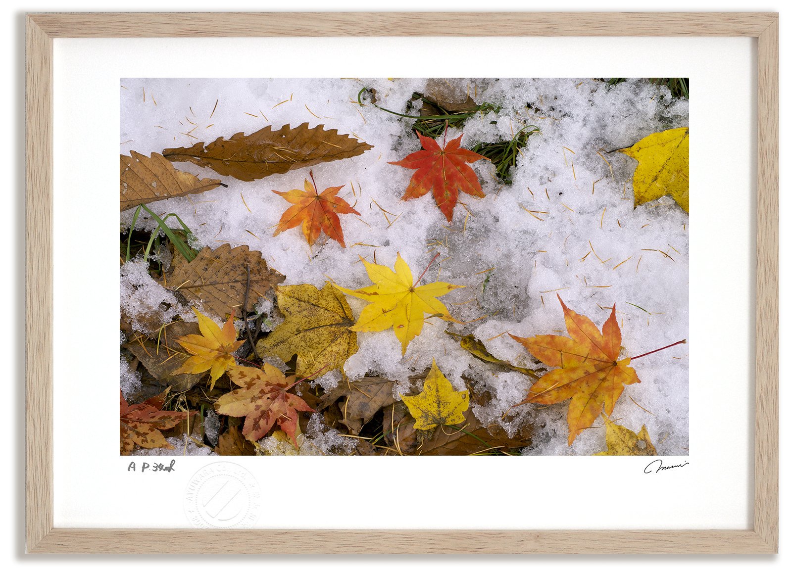 アートフォト》紅葉と雪3/上富良野町〔富良野・高橋真澄〕(レンタル対象) - 絵画や壁掛け販売｜日本唯一の風景専門店(R)あゆわら