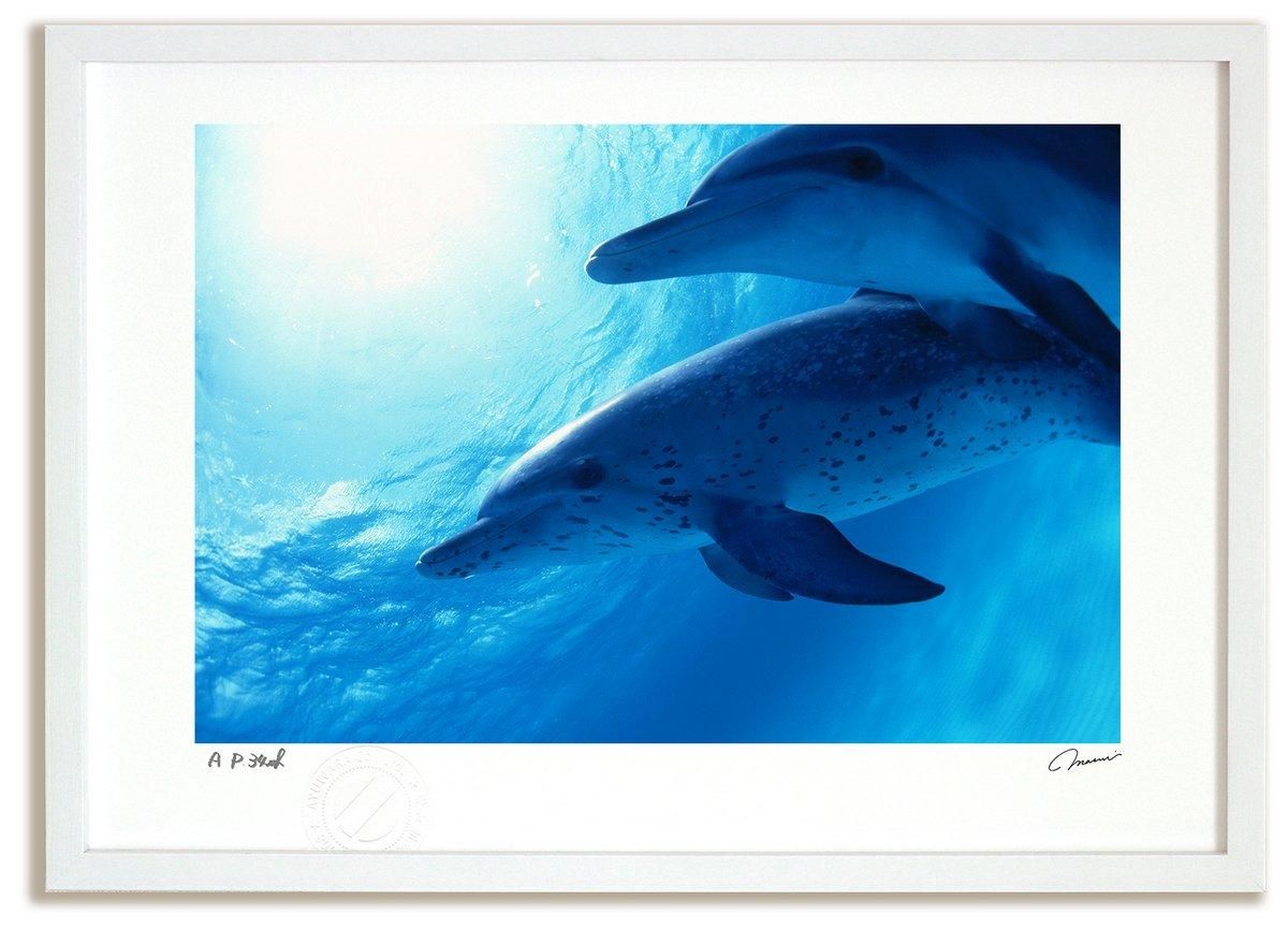 初回限定お試し価格】 【Dolphins】アクリル画 F6 動物画 海の絵 絵画 