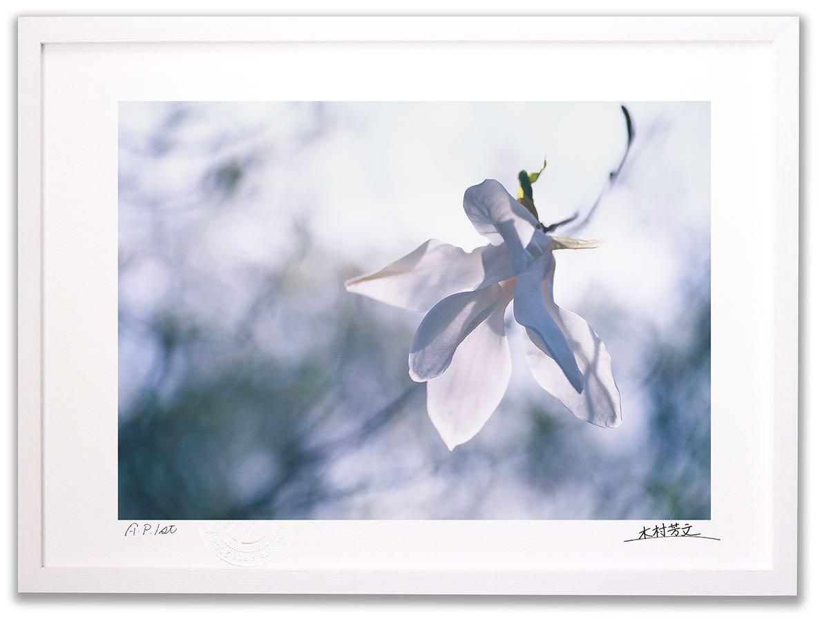 《アートフォトフレーム》タムシバ2/白山〔白山・木村芳文〕