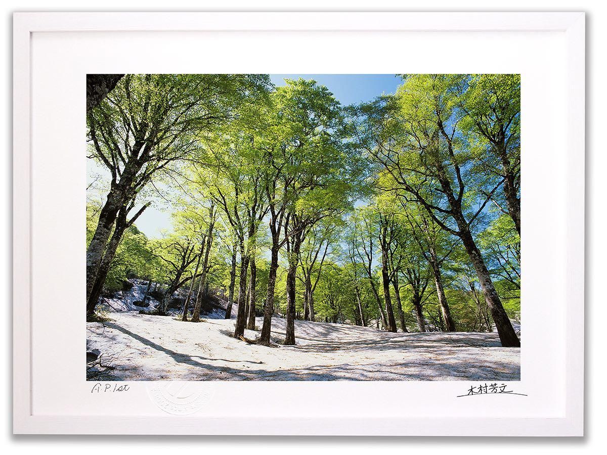 《アートフォトフレーム》雪の上で芽吹くブナ/白山〔白山・木村芳文〕