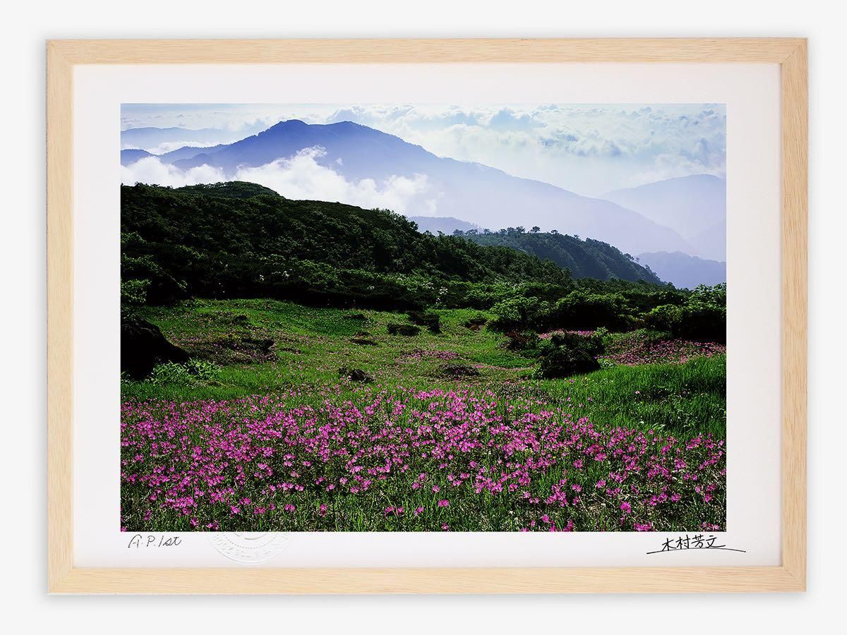 《アートフォトフレーム》ハクサンコザクラ群落3/白山〔白山・木村芳文〕