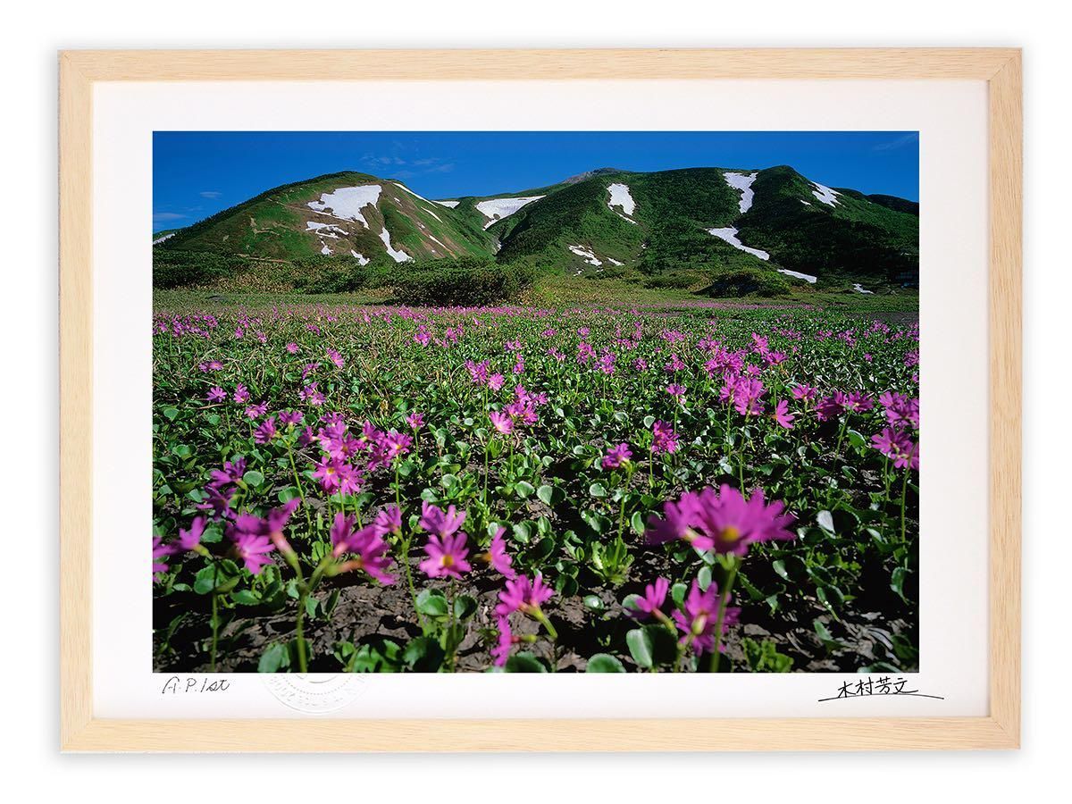 《アートフォトフレーム》ハクサンコザクラ群落2/白山〔白山・木村芳文〕