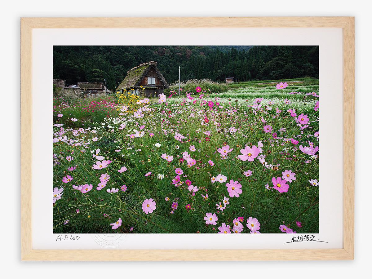 アートフォトフレーム 世界遺産白川郷 コスモス1 岐阜県白川郷 白山 木村芳文 絵画や壁掛け販売 日本唯一の風景専門店 R あゆわら