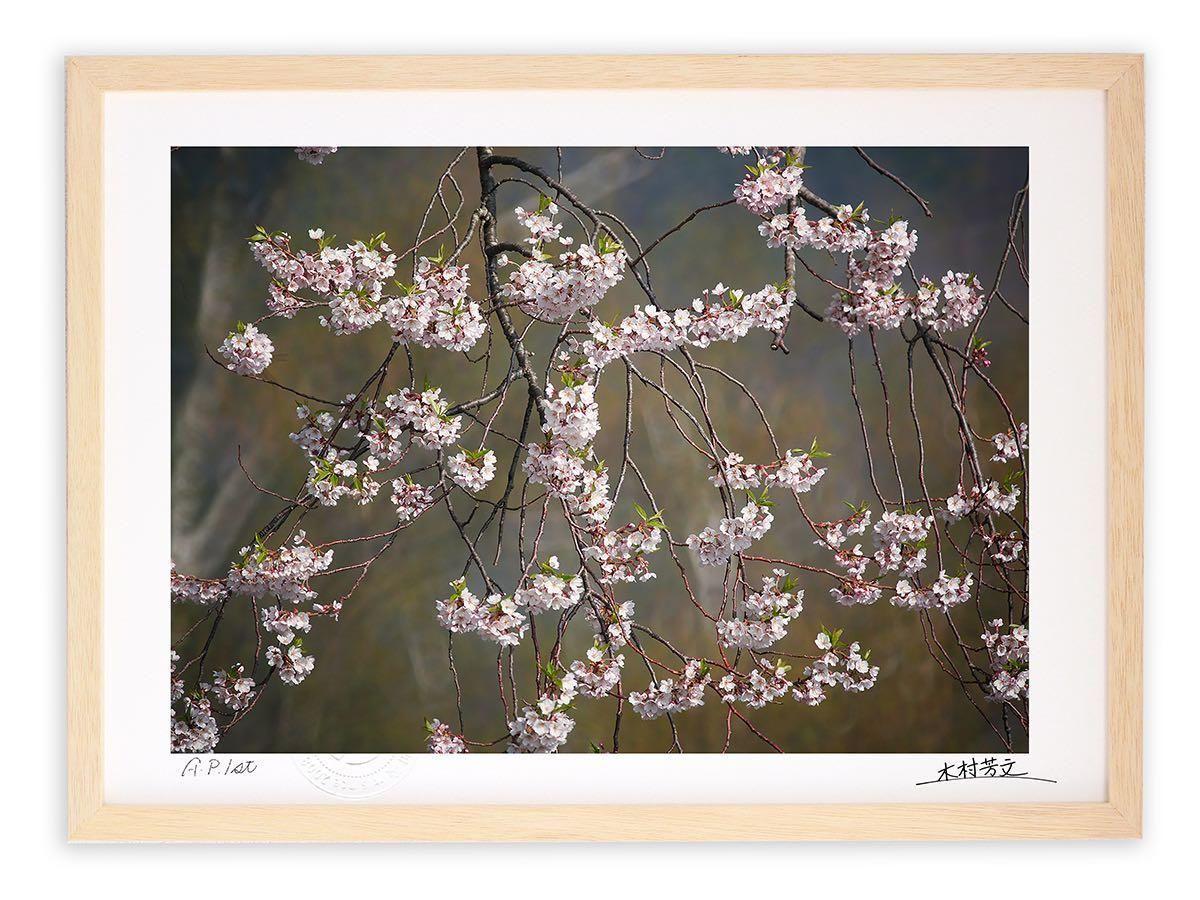 《アートフォトフレーム》荘川桜2/岐阜県御母衣湖畔〔白山・木村芳文〕