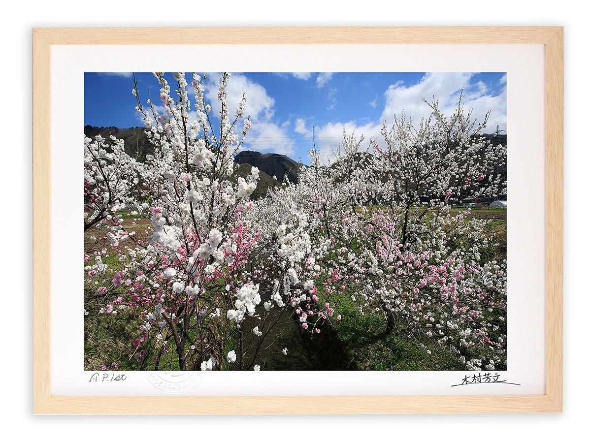 《アートフォトフレーム》花桃/白山市〔白山・木村芳文〕