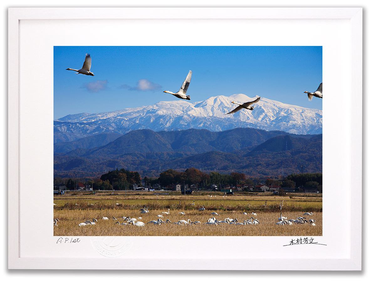 アートフォトフレーム》飛翔する白鳥と白山/加賀市〔白山・木村芳文