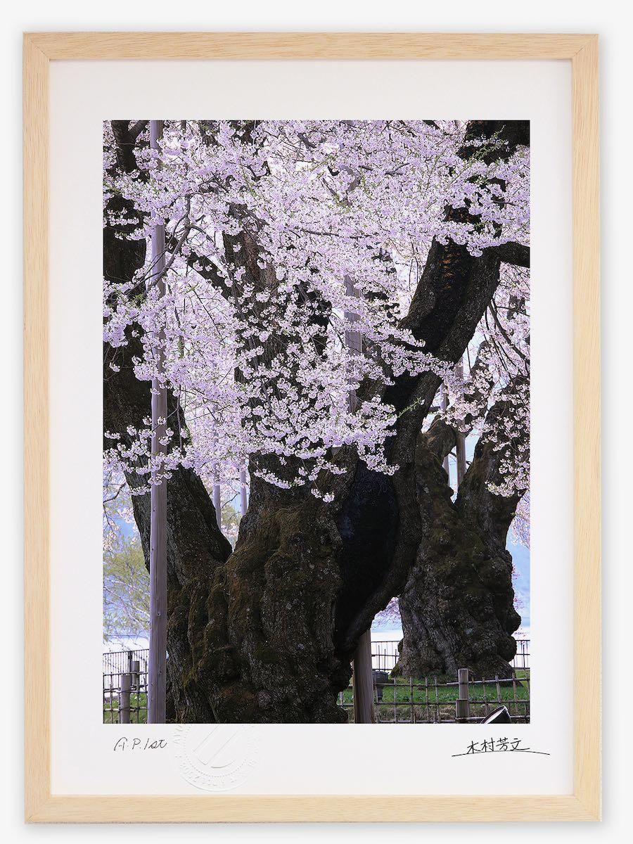《アートフォトフレーム》荘川桜1/岐阜県御母衣湖畔〔白山・木村芳文〕